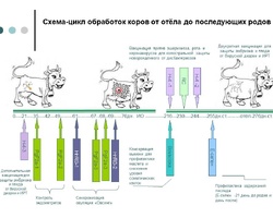 Схема-цикл обработок молодняка от рождения до первых родов 2