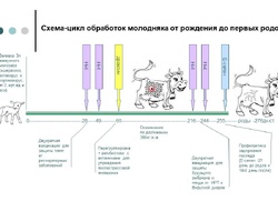 Схема-цикл обработок молодняка от рождения до первых родов
