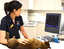 Стационарные узи-аппараты для ветеринарии